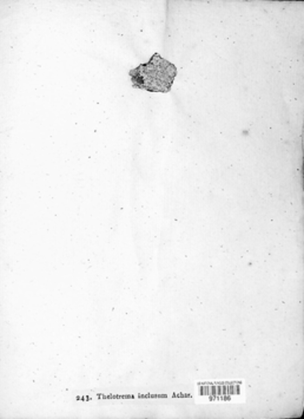 Thelotrema lepadinum image
